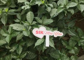 SIK CHIẾC BÓNG BAY VÀ LỜI CÁM ƠN